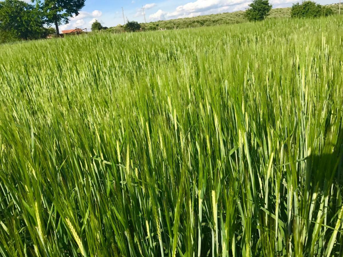 Agroturystyka Nad Jeziorem Silickim Ilinscy Silice Luaran gambar
